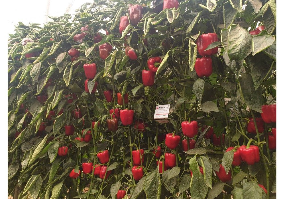 Alabarda y Arpón, los rojos tardíos más rentables, de SurSeeds