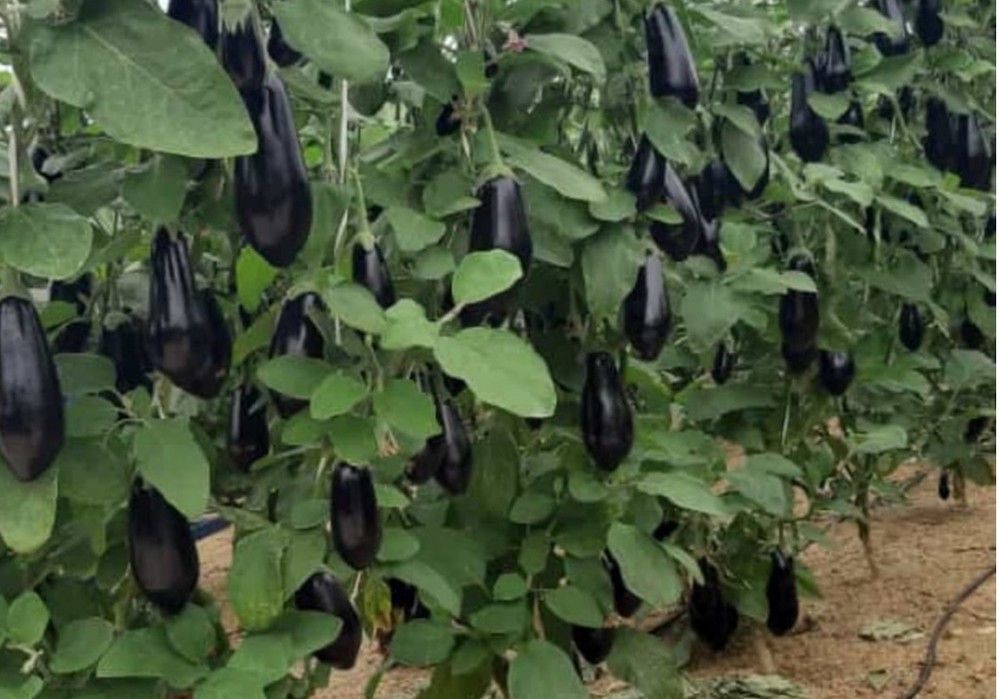 Producción homogénea todo el ciclo y color negro hasta el final con la berenjena Vanesa