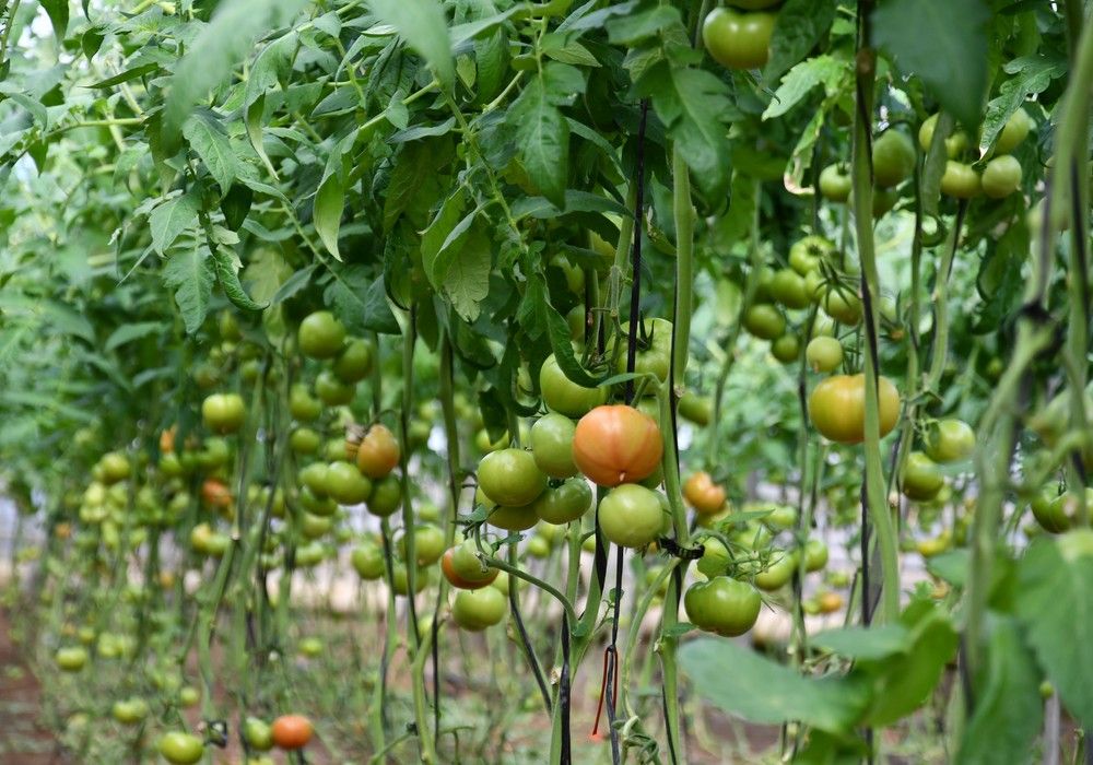 Syngenta planta cara al ToBRFV con una decena de variedades y un portainjerto con resistencia