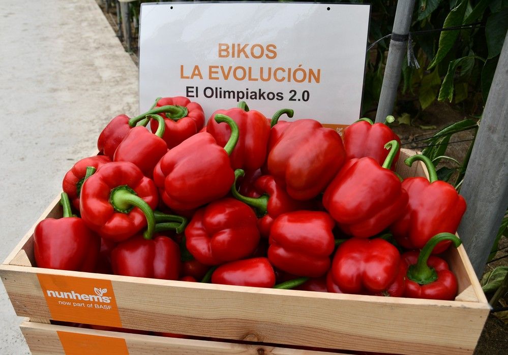 Arkos F1, Bikos F1 y Salonikas F1 para cubrir ciclo tardío en rojo y amarillo con calidad BASF