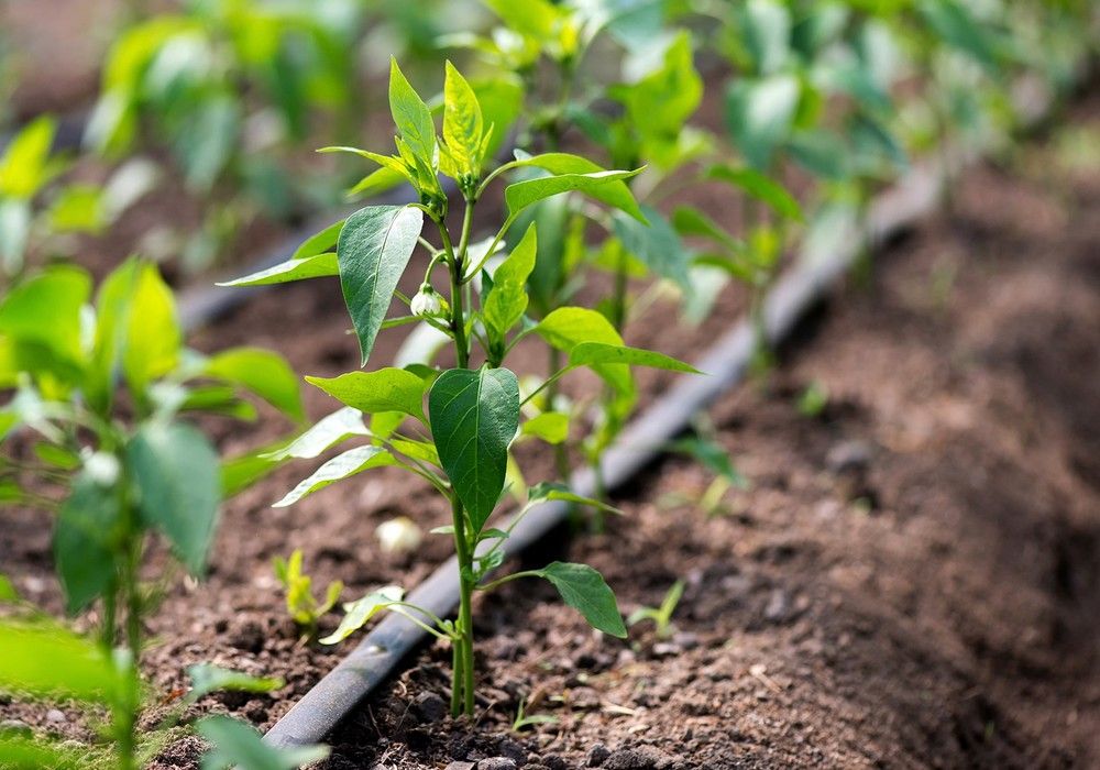 VitalFluid aumenta la producción de cultivos ecológicos gracias a un mejor control del agua