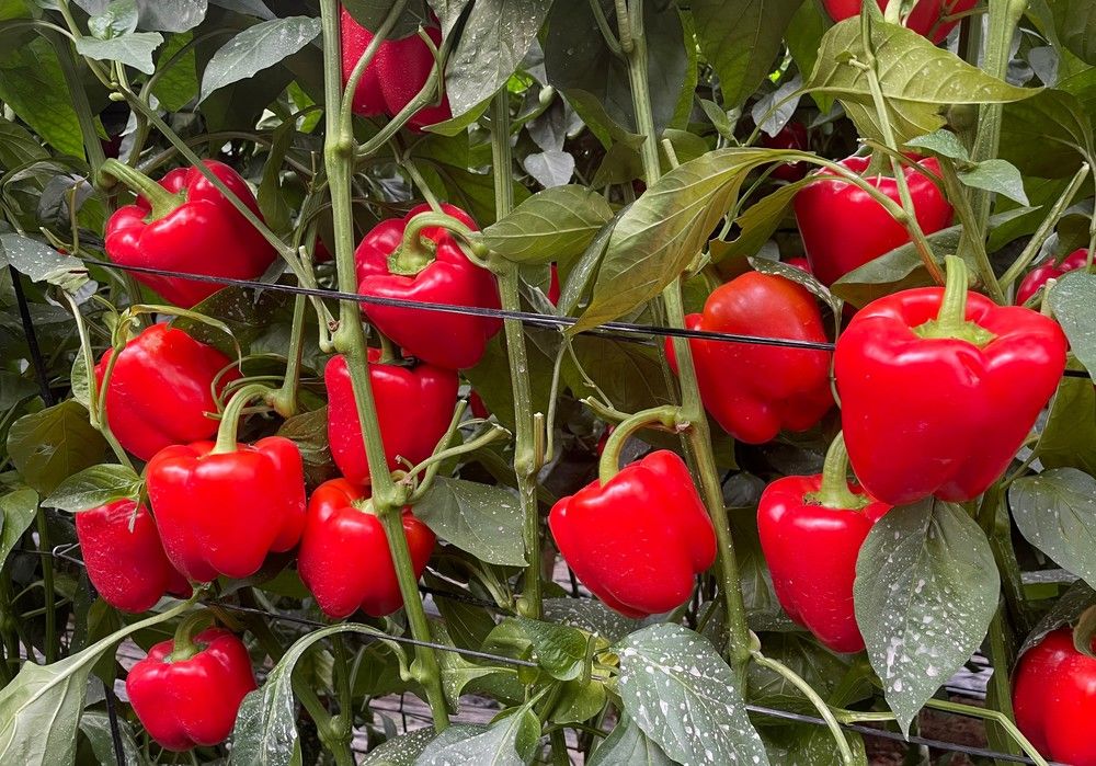 Clipeo y Testudo, los California de Ramiro Arnedo para agricultores de éxito