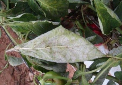 Elicitores para incidencias en cultivo de solanáceas y cucurbitáceas