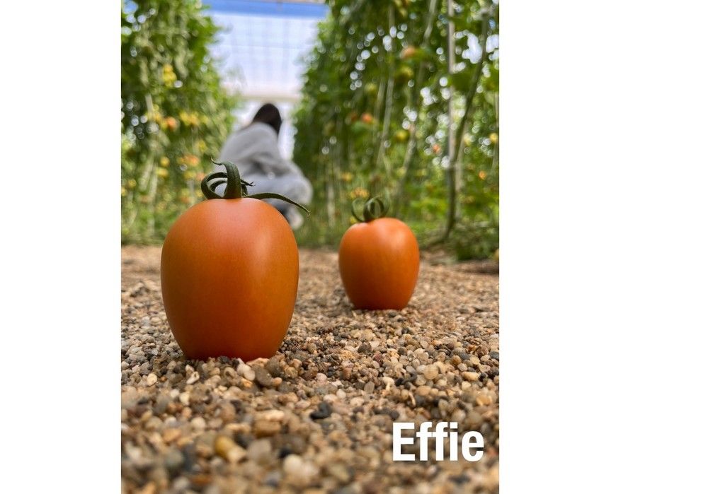 Hazera se consolida en el mercado de tomate pera con Effie y lanza sus nuevas variedades con resistencia a rugoso (ToBRFV)