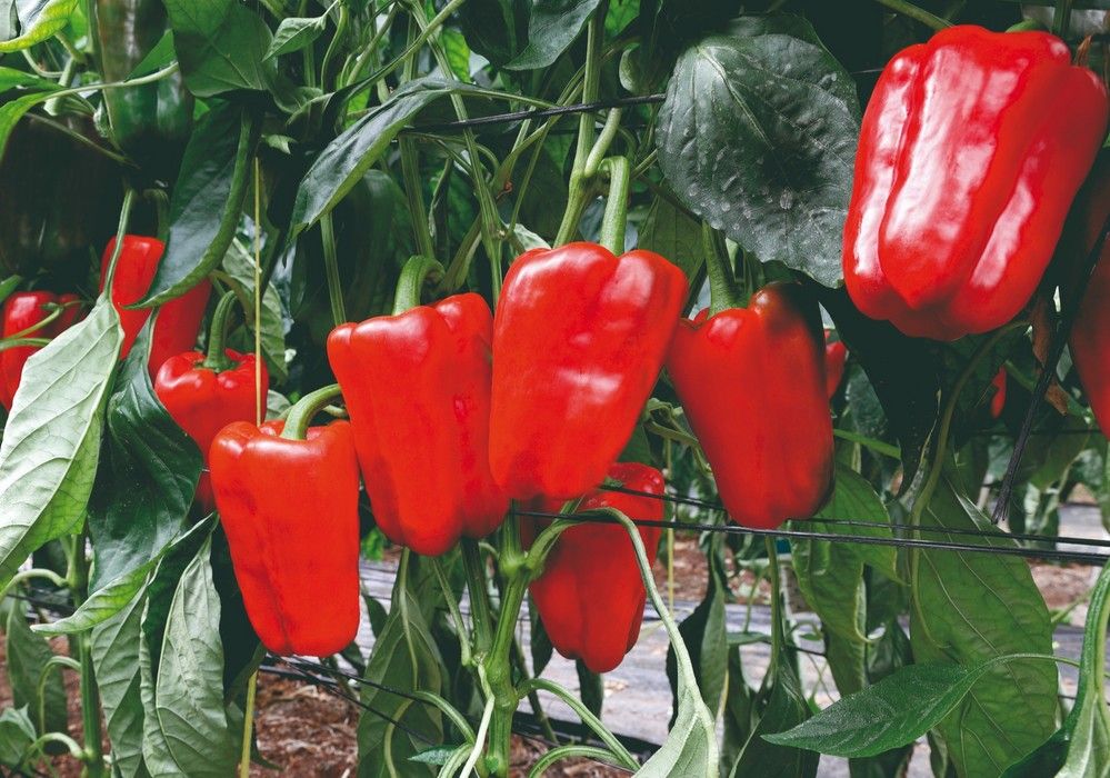 Elevado rendimiento y frutos excelentes: el éxito de Esopo se explica solo
