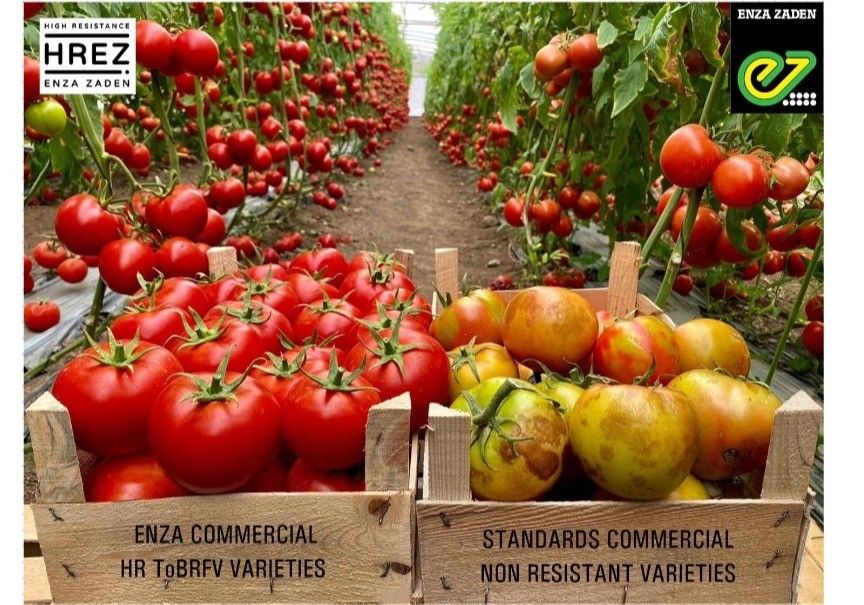 HREZ: Protege tu cultivo hoy y construye un futuro libre de rugoso