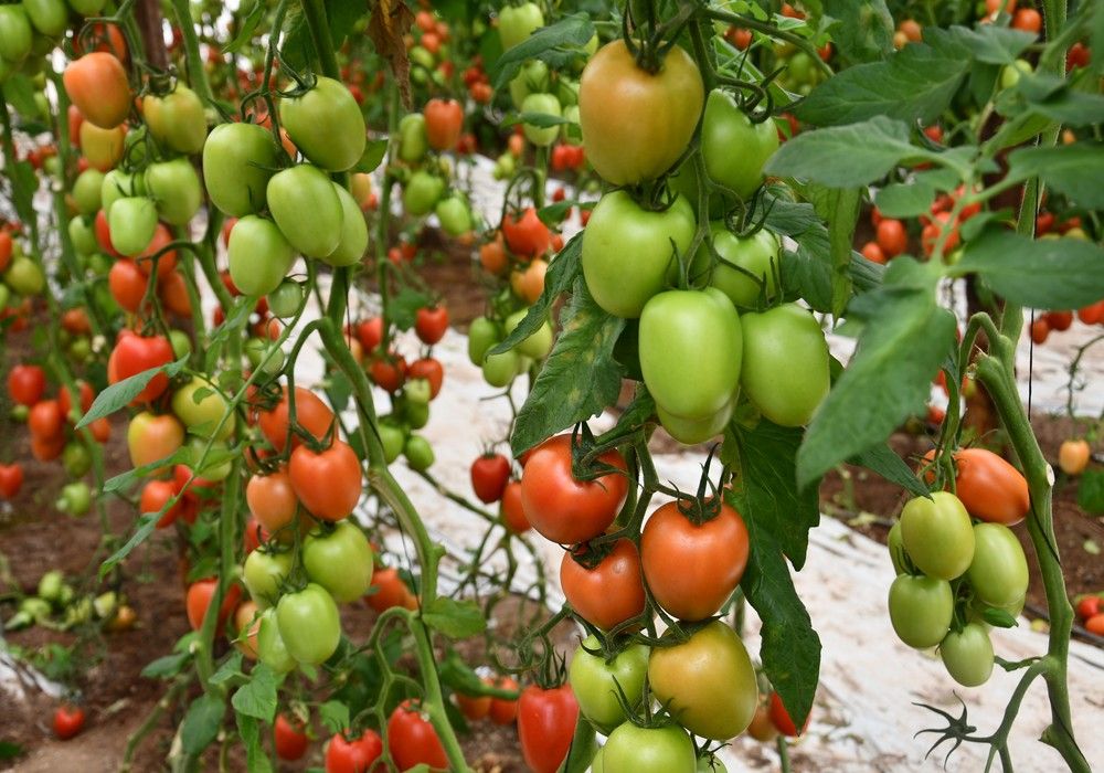 Arondir, un pera precoz y de calidad que se adapta a cualquier zona de cultivo