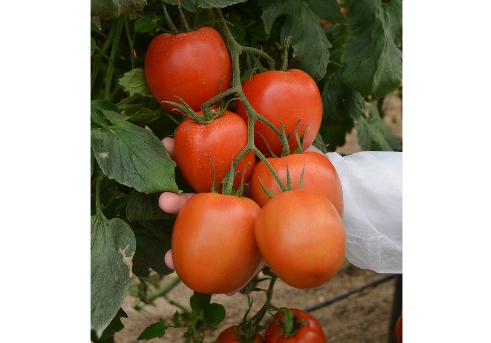 IQV Agro España comprometida con las soluciones ecológicas y sostenibles para la sanidad vegetal