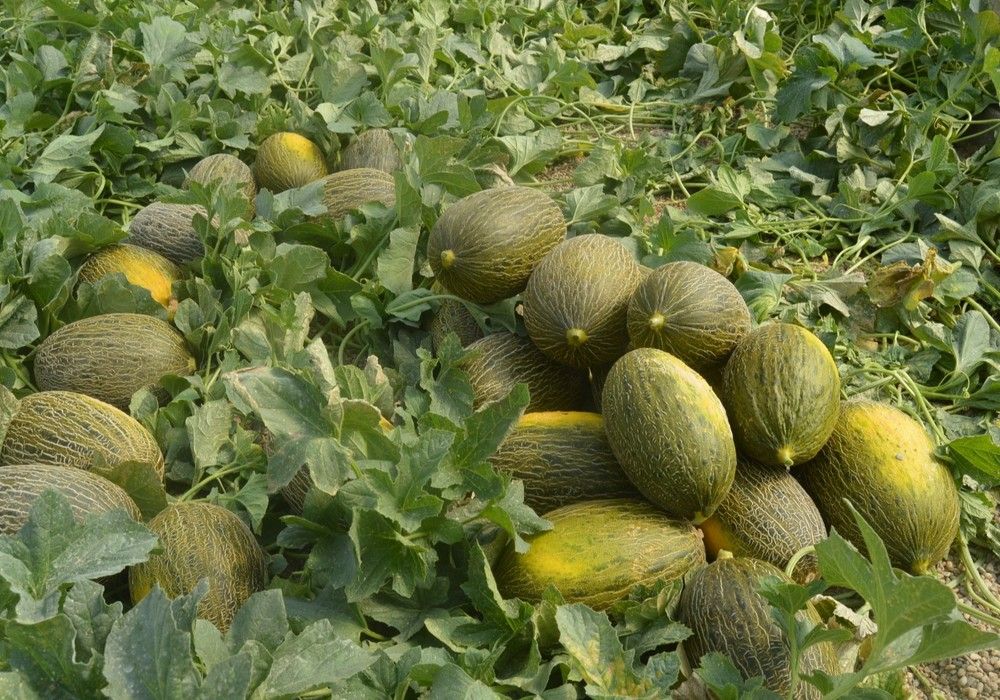 ASAJA lamenta que el precio del melón no supere los 20 céntimos, 