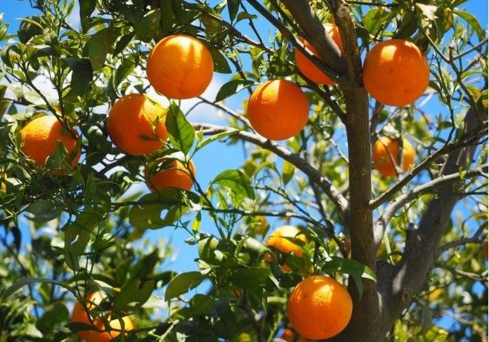 La campaña de cítricos marca un descenso de la producción con cotizaciones aceptables