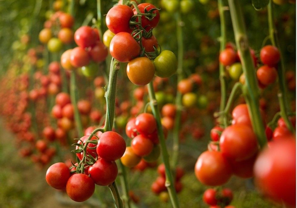 BASF comienza una nueva era con un nuevo aliado, el Bio-insecticida Velifer®