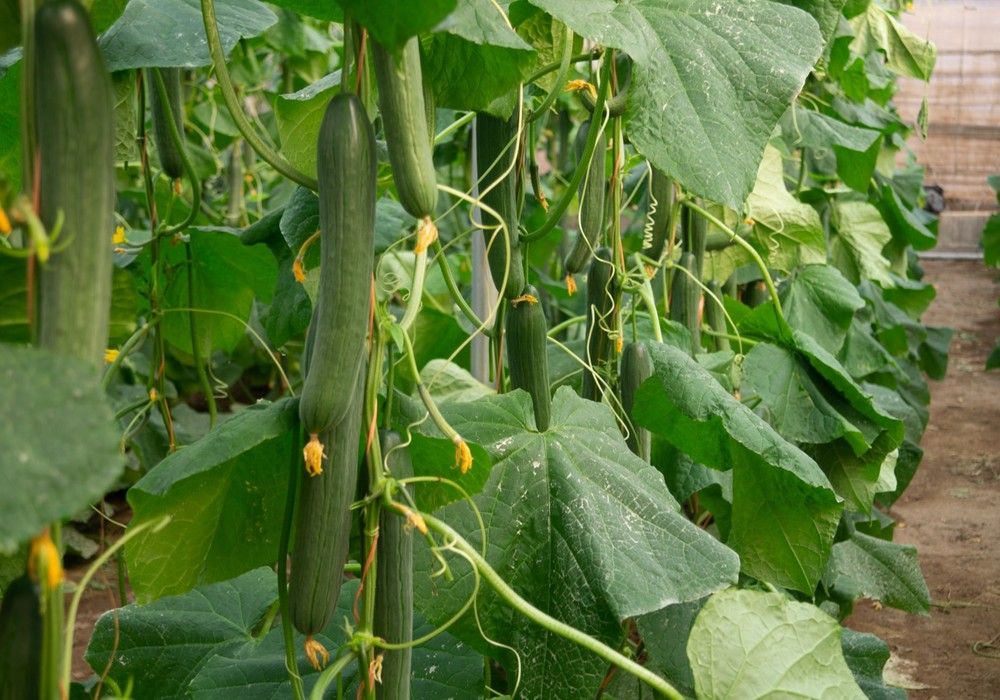 La obtentora de semillas que acompaña al agricultor de pepino durante todo el ciclo de trasplante
