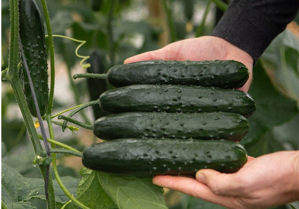 BASF  “endulza” el mercado de pepino francés y aporta seguridad a su producción