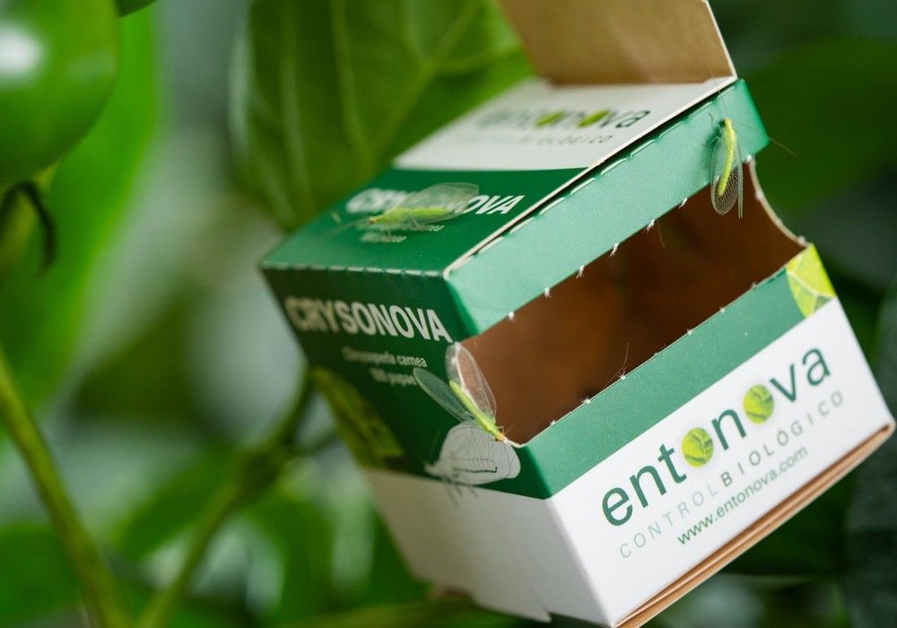 Crysonova, el nuevo formato para el control de pulgón de forma preventiva
