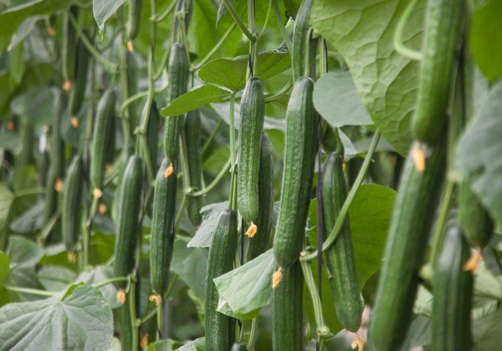 Pepinos Mastil y Tesoro, valores seguros para temprano de BASF