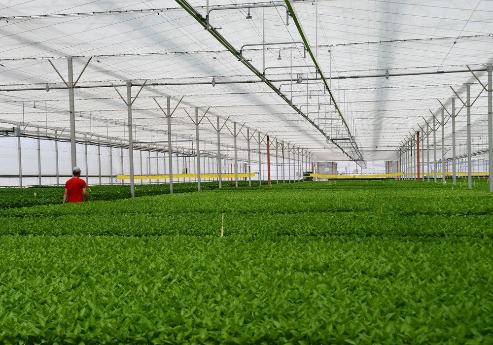 Campoejido lleva la última tecnología a su semillero y al proceso de injerto