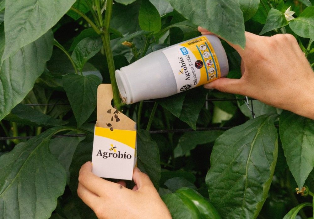 Un alimento único: POWERmite 3.0 de Agrobío, contra el Thrips parvispinus