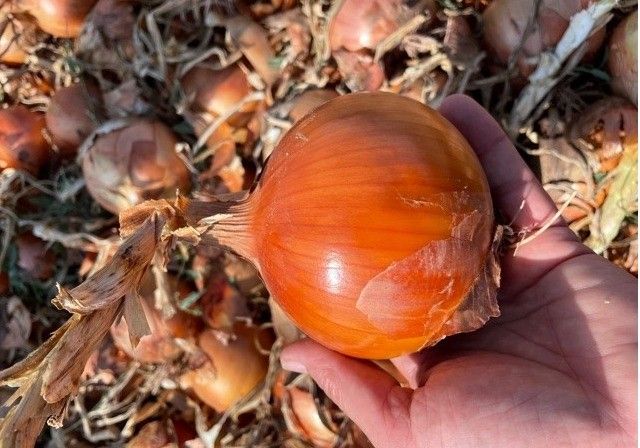 Seminis, líder en el mercado de cebollas con variedades para todos los segmentos