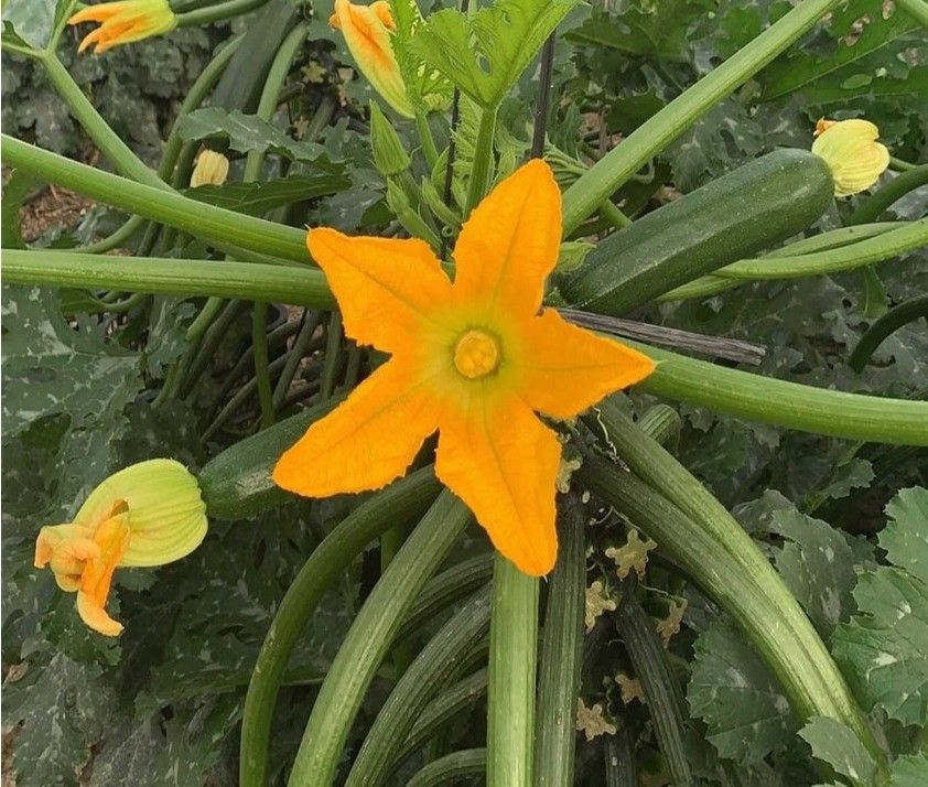 El estrés hídrico amenaza la próxima campaña de hortícolas