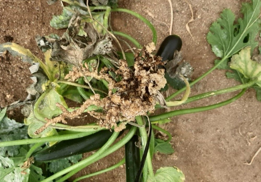 Protege tu cultivo de nematodos  desde el trasplante con Nemguard® SC