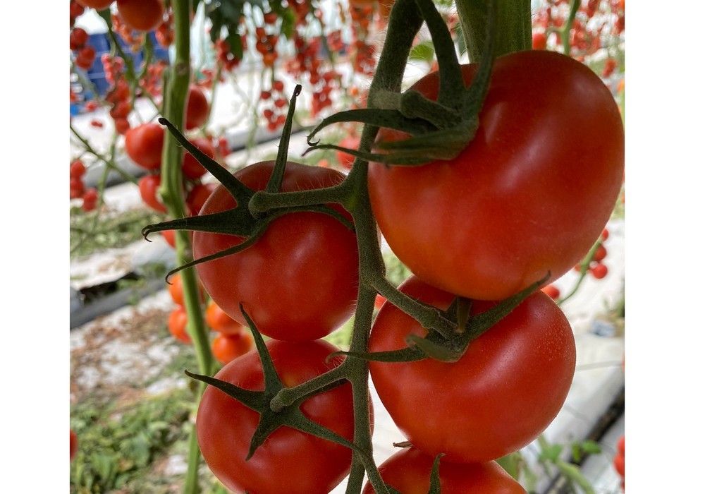 Milbeknock® ampliación de registro en cultivos hortícolas al aire libre y bajo invernadero