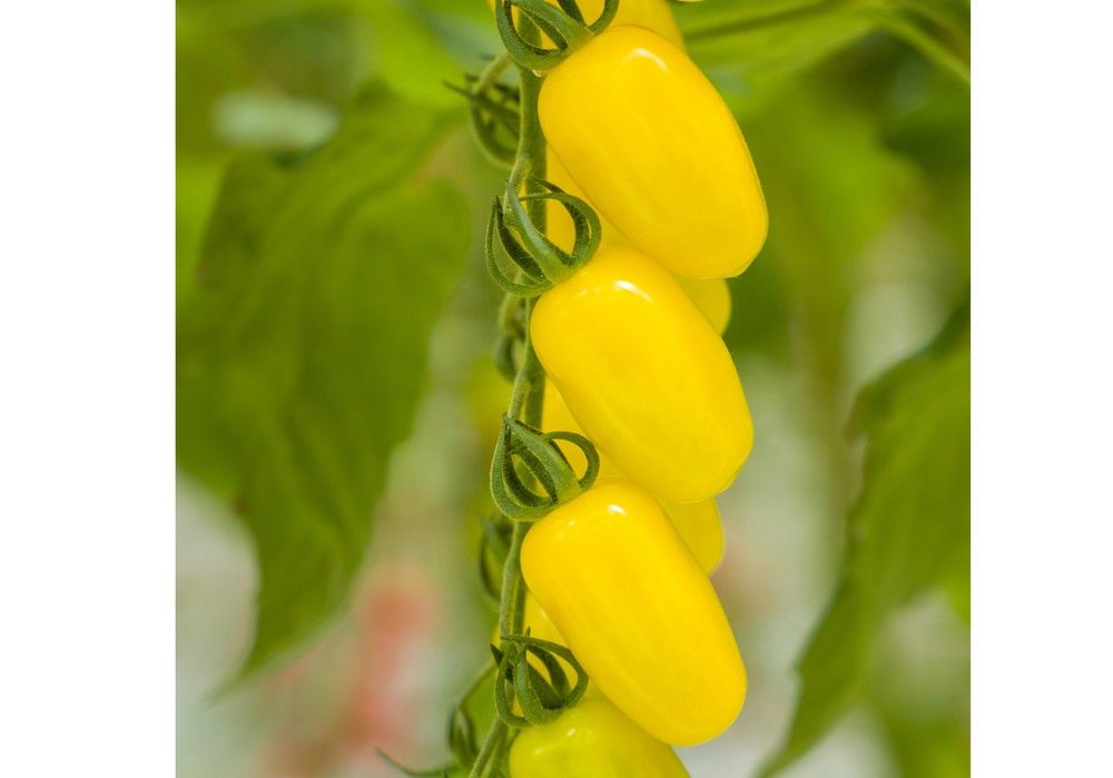 Sakata Seed confirma Resistencia Intermedia  (IR) al ToBRFV en variedades de tomate