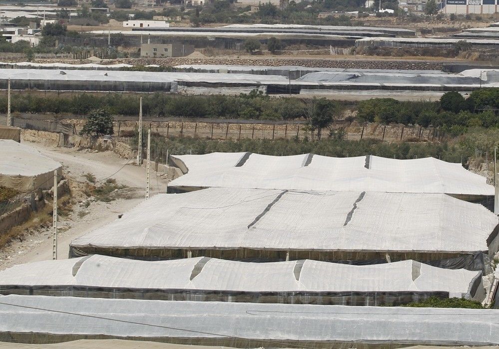 El 64% de los siniestros declarados en el seguro agrario en invernaderos se producen por virosis