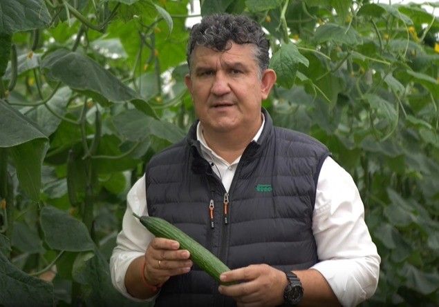 Helsinki, Nairobi y Crivillé, los nuevos pepinos de Semillas Fitó con calidad y resistencias