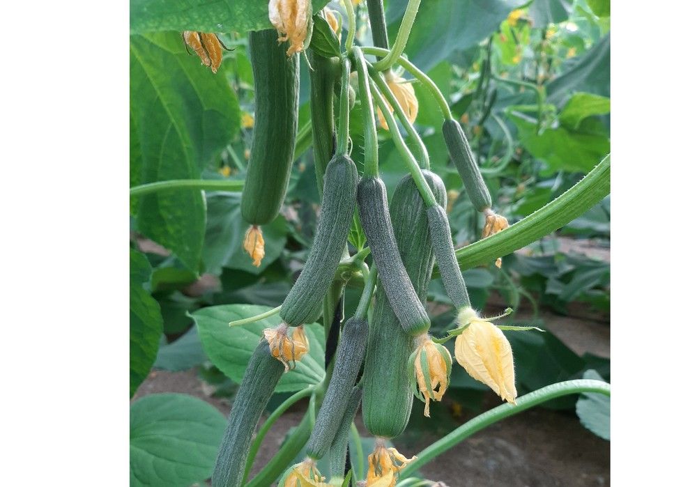 Isidro, un pepino de precocidad explosiva ideal para ciclos calurosos