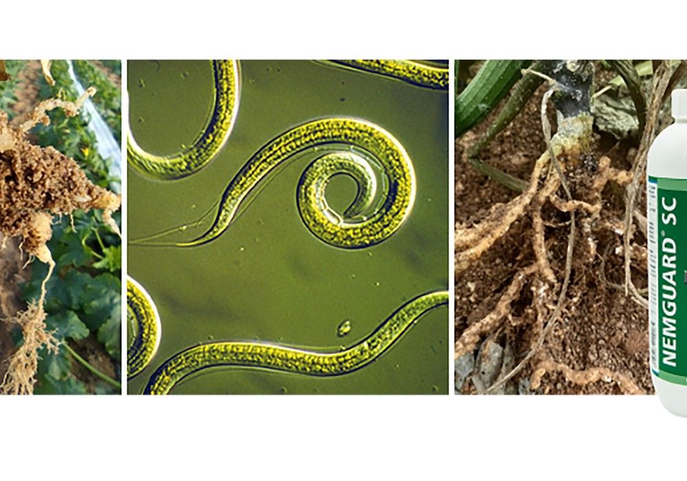 Nemguard® SC- Eficacia contrastada en el control de nematodos