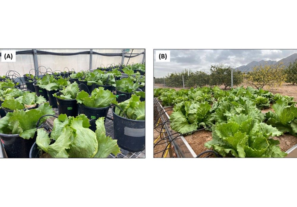 La fertilización de la lechuga: mejora del rendimiento y reducción de lavado de nitratos