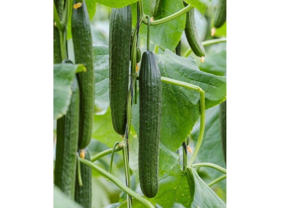 Izal, el pepino medio de Sakata para el agricultor más exigente