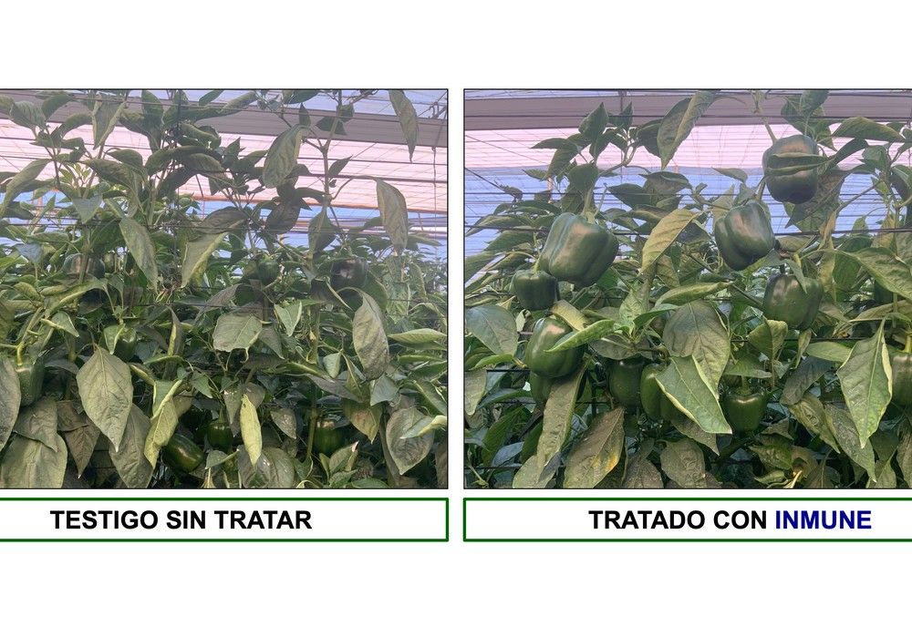 Novedad biotecnológica para convivir y producir pese a la presencia de virus