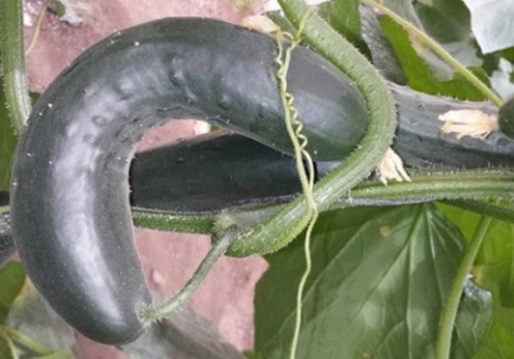 Manejo de condiciones climáticas adversas en pepino