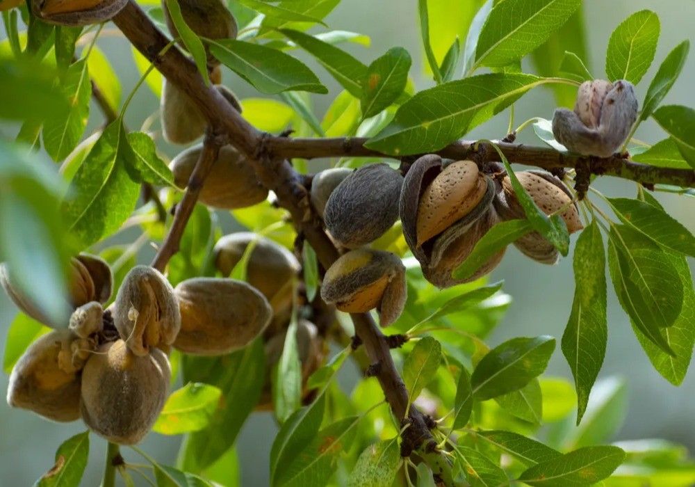 Los primeros días de recolección de la almendra apuntan descensos de hasta el 50% respecto a las previsiones de cosecha