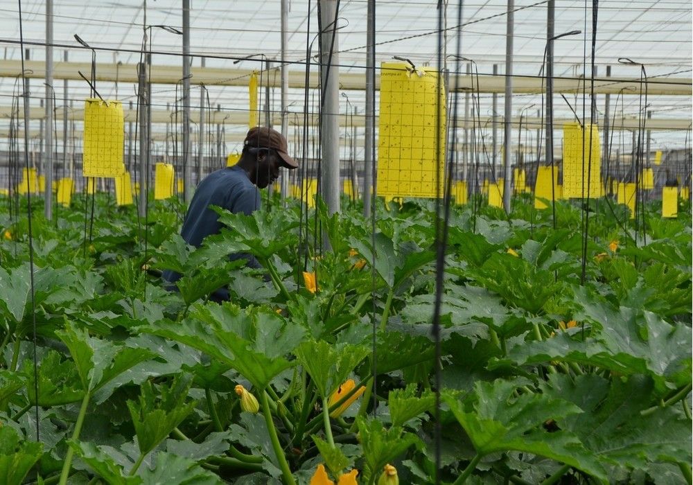El sector agrícola de Almería fue el que más empleos generó en agosto