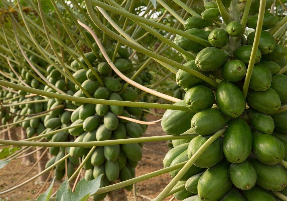 CapGen Seeds acentúa la investigación en el cultivo de papaya