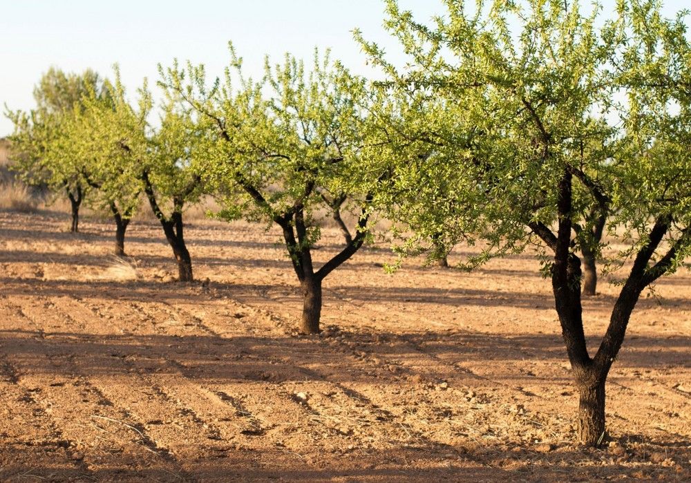 La almendra de Almería agoniza con precios en origen ruinosos por debajo del euro / kg