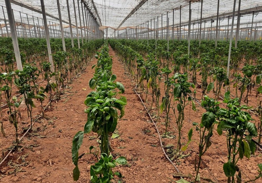 El Thrips parvispinus amenaza los cultivos de pimiento en Almería