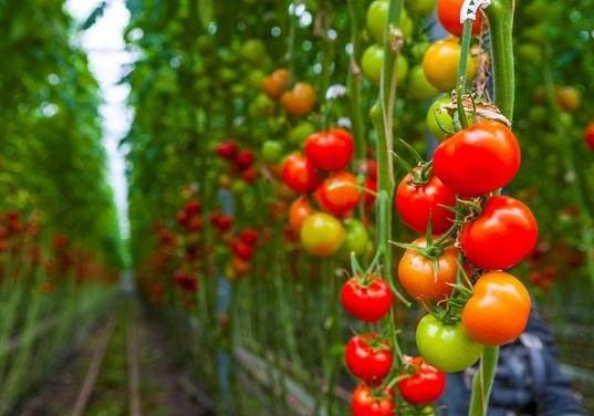 Nueva vía para crear tomates resistentes a plantas parásitas sin afectar a su crecimiento