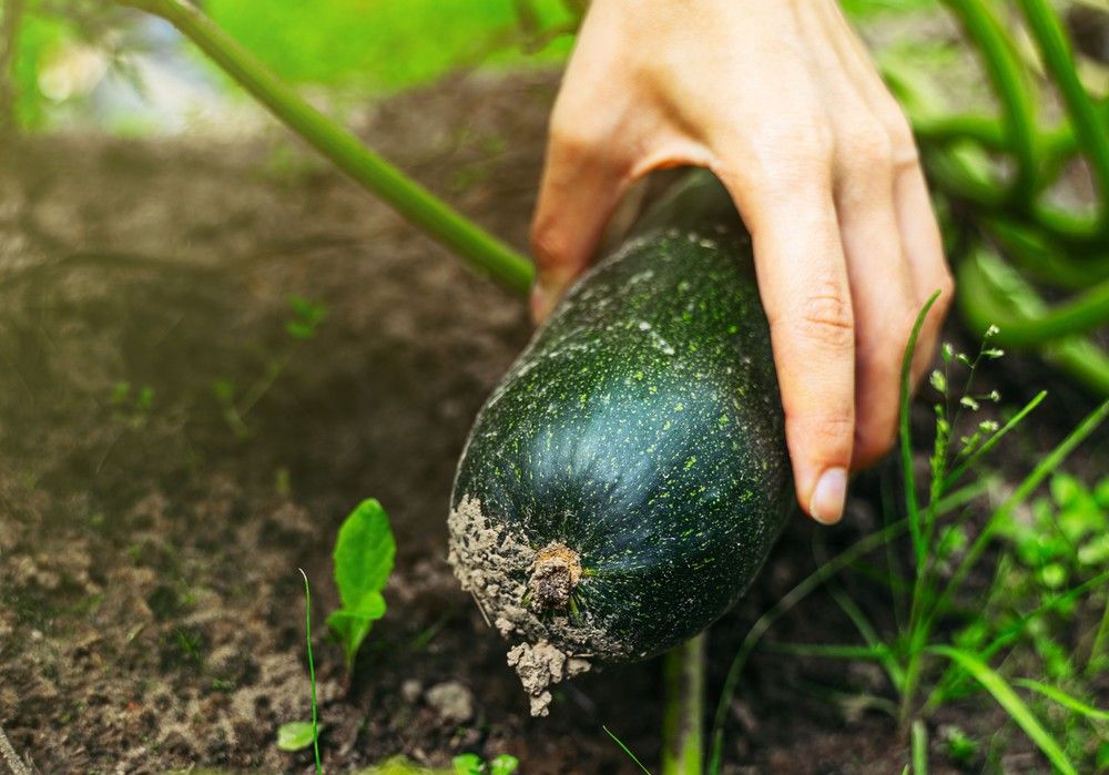 COAG Almería denuncia la caída de precios en calabacín y pepino al inicio de la campaña