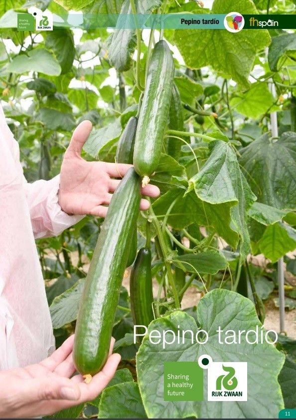 Septiembre 2023|| Especial de pepino tardío de Rijk Zwaan