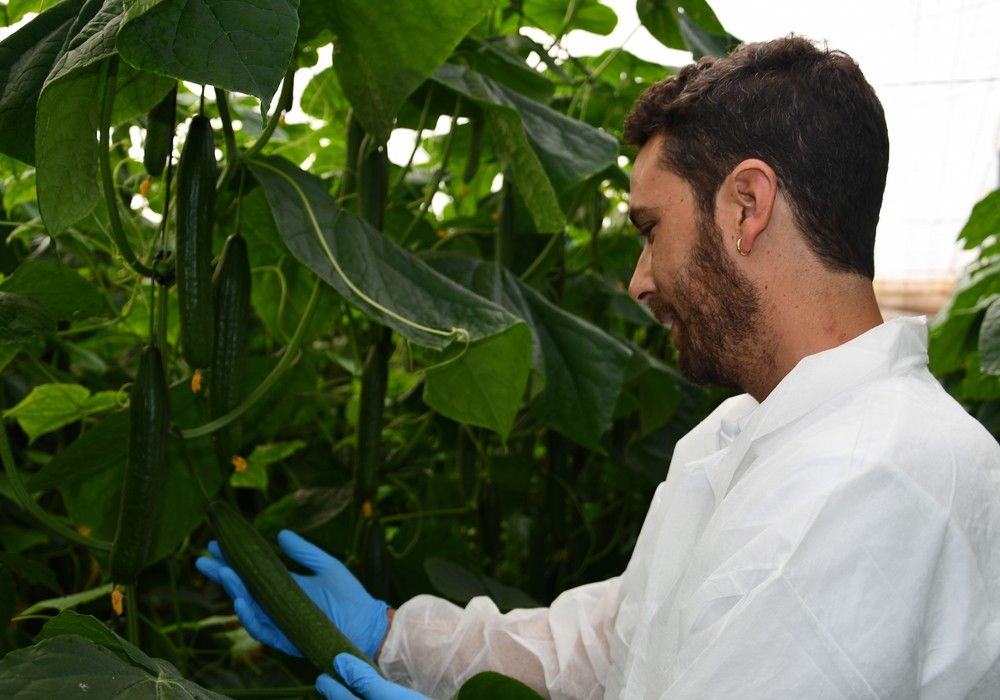 ZiMMan, un pepino para el calor, de Hazera España