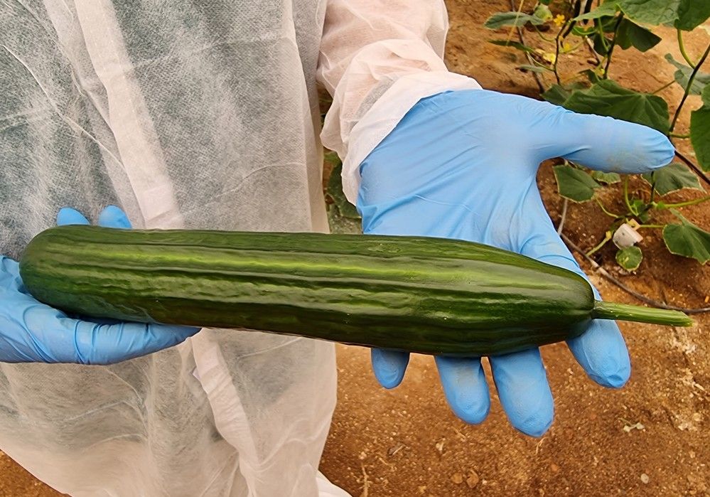 Calado, el pepino ‘todoterreno’ de Nunhems para ciclo temprano