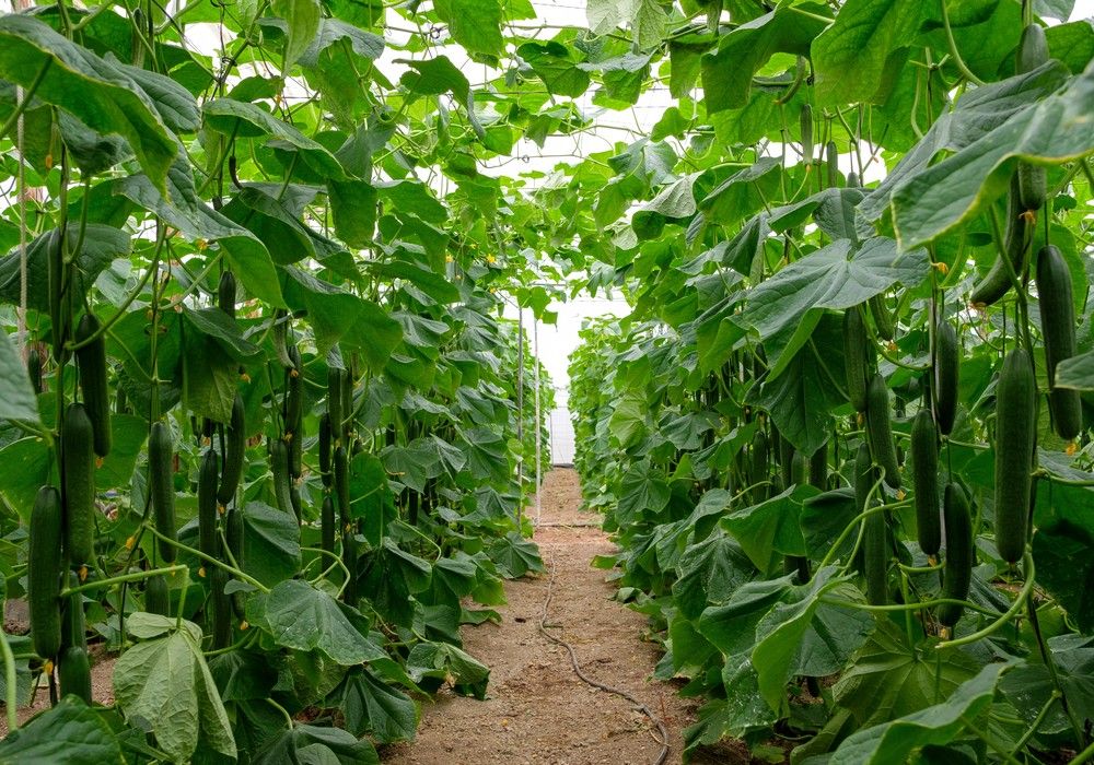 HORTYFRUTA estudia la situación del mercado para el pepino y el calabacín