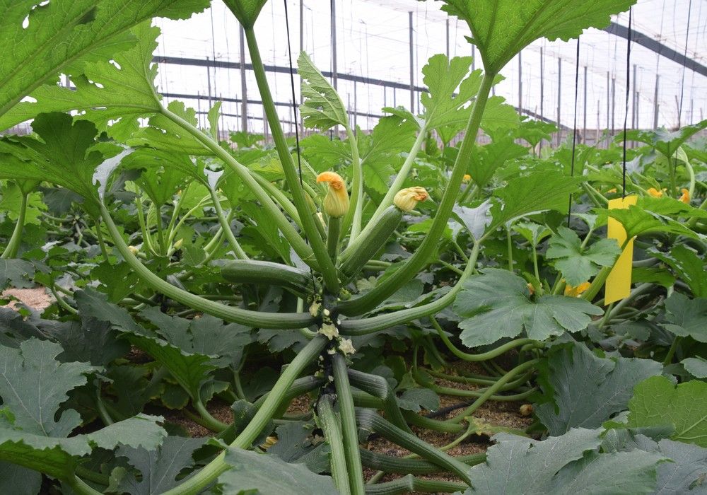 Delfos ND abre la gama de calabacín de Syngenta contra el virus de Nueva Delhi