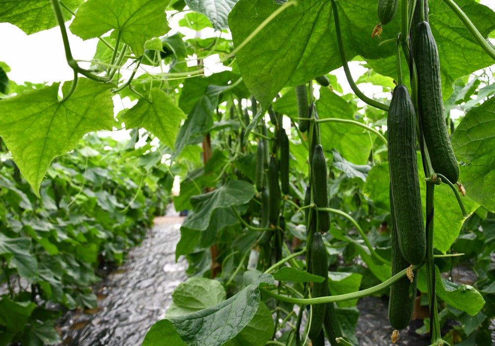 Pepinos BASF: seguridad en resistencias, producción y calidad