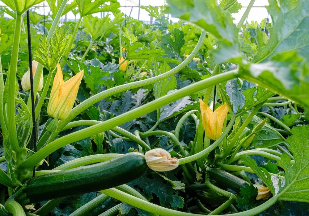 HORTYFRUTA activa la Extensión de Norma para calabacín verde