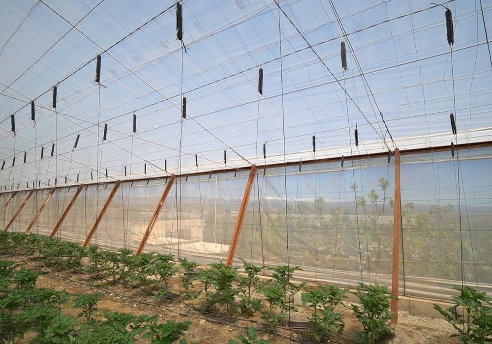 Ginegar da las claves para elegir el mejor plástico que aumente la producción y calidad del fruto