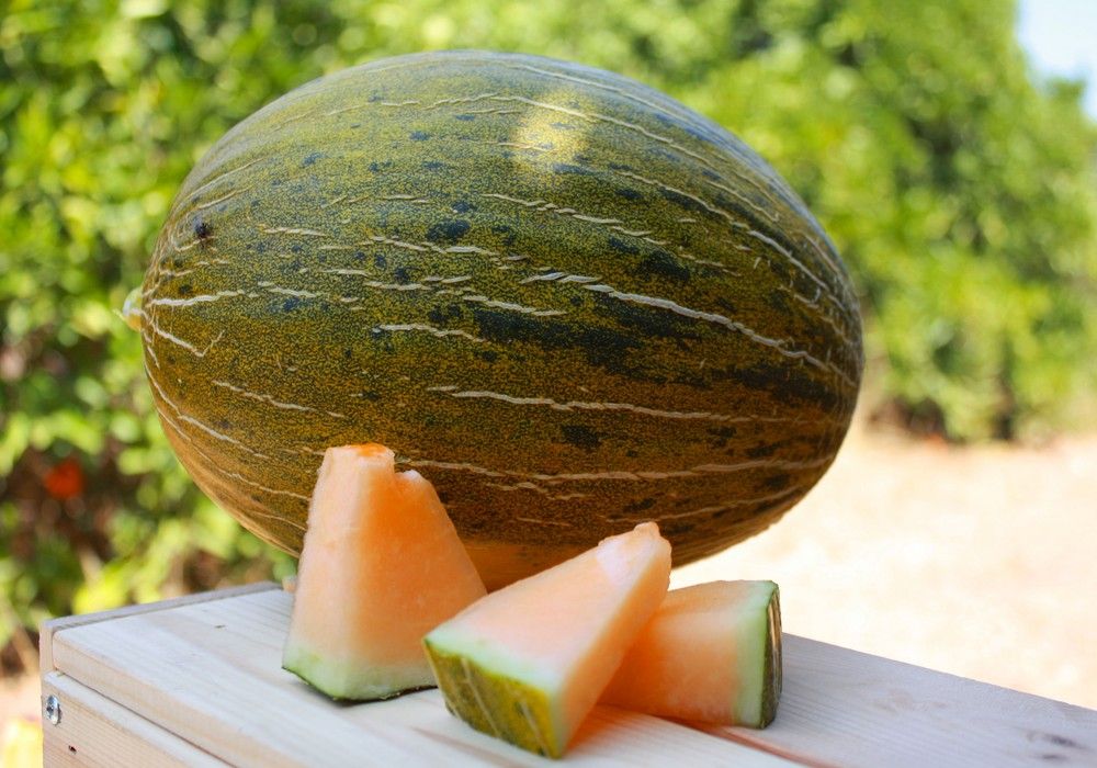 Intersemillas: donde la tradición y la innovación se encuentran en Fruit Attraction 2023